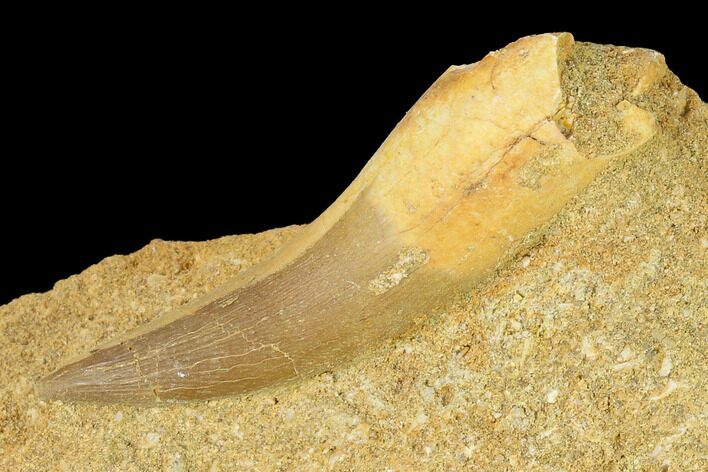 Fossil Plesiosaur (Zarafasaura) Tooth - Morocco #164640